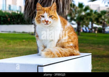 Gatto randagio grigio e bianco che riposa in un parco a Paphos, Cipro Foto Stock