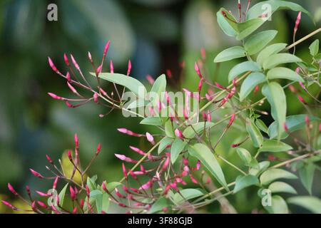 Boccioli e fiori di gelsomino rampicante rosa sulla vite Foto Stock