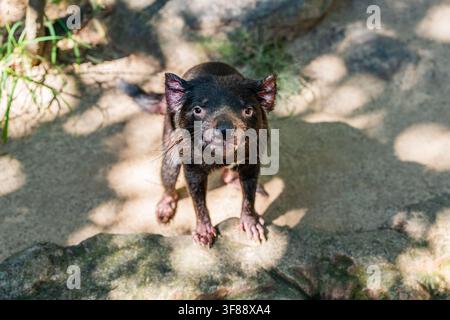 Primo piano di un diavolo della Tasmania vicino a Brisbane, Queensland, Australia; animale predatore selvatico australiano nativo, il più grande marsupiale carnivoro del mondo Foto Stock