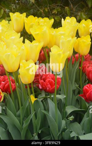 Mazzo di tulipani ‚Red Foxtrot‘ e ‚Yellow Flight‘ (Tulipa) in mostra al RHS Garden Harlow Carr, Harrogate, Yorkshire, Inghilterra Foto Stock