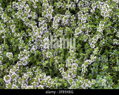Piccoli fiori lilla pallidi coprono il timo rampicante aromatico, sfondo naturale lussureggiante di foglie verdi fitte e steli ramificati Foto Stock
