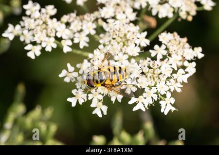 Foto macro di una mosca hoverfly Batman che si nutre di un fiore di carota selvatica mostrando il caratteristico schema del torace e il comportamento di impollinazione nell'habitat naturale Foto Stock