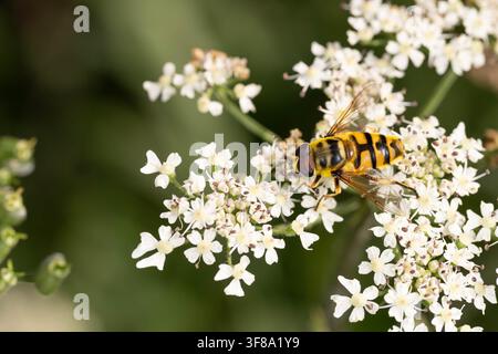 Foto macro di una mosca hoverfly Batman che si nutre di un fiore di carota selvatica mostrando il caratteristico schema del torace e il comportamento di impollinazione nell'habitat naturale Foto Stock