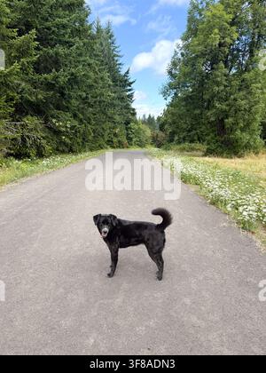 Un cane nero in piedi da solo su una strada in campagna. Foto Stock