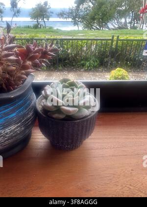Succulenta in vaso su un davanzale soleggiato che si affaccia sul lago Erhai a Dali, Yunnan, Cina. Foto Stock