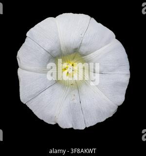 Capo fiore della calicegia (Calystegia sepium, Convolvulaceae) vista dall'alto ravvicinata di un grande fiore selvatico bianco isolato su sfondo nero Foto Stock