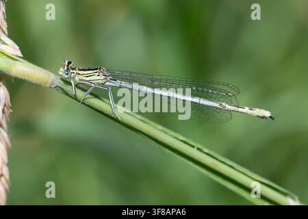 Agrione dalle zampe bianche (Platycnemis pennipes) su uno stelo, Leicestershire, Inghilterra. Foto Stock