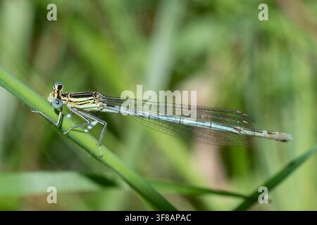 Agrione dalle zampe bianche (Platycnemis pennipes) su uno stelo, Leicestershire, Inghilterra. Foto Stock