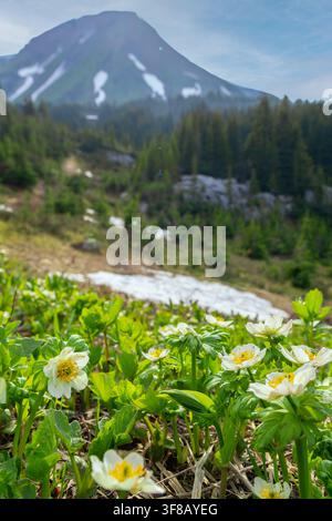 Vista panoramica del prato alpino e della montagna sullo sfondo a. Fiori globosi americani in fiore (Trollius laxus) e neve a terra. Tumble Foto Stock