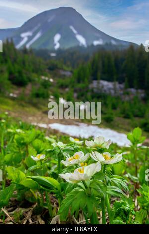 Vista panoramica del prato alpino e della montagna sullo sfondo a. Fiori globosi americani in fiore (Trollius laxus) e neve a terra. Tumble Foto Stock