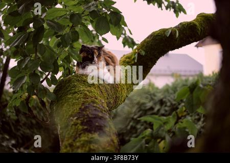 Gatto calico che riposa su un ramo muschioso in un giardino, incorniciato da foglie rigogliose e luce soffusa della sera Foto Stock