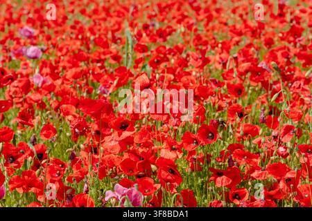 Immagine di sfondo a tutto campo di un campo denso e vibrante di papaveri rossi intervallati da fiori rosa delicati. Foto stock ideale per texture floreali Foto Stock