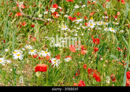 Vista ravvicinata di margherite selvatiche in fiore e papaveri rossi vibranti sotto la luce naturale del giorno all'aperto. Immagine d'archivio perfetta per la medicina erboristica, la cosmesi Foto Stock