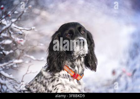 Ritratto di un bellissimo spaniel bianco con macchie nere in un parco invernale. Passeggiata con un cane preferito in città. Cani da caccia. Foto Stock