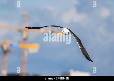 Lesser black-backed gull (Larus fuscus) Foto Stock