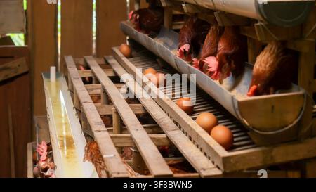 Galline ovaiole e uova in un pollaio tradizionale per la produzione di uova, l'industria alimentare, l'agricoltura rurale e i concetti di fattoria biologica. Foto Stock