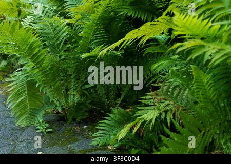 Felci che crescono lungo un sentiero in un'area verde all'aperto Foto Stock