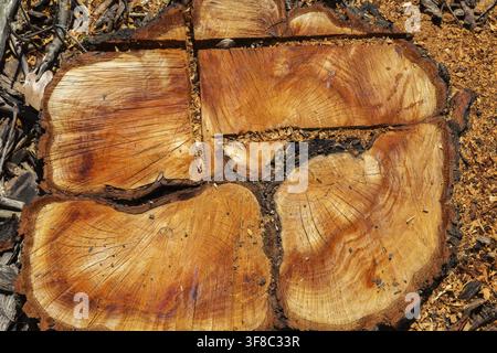 Vista dall'alto di un ceppo di albero deciduo tagliato a terra che mostra segni di sega e anelli di crescita più segatura lasciata indietro in primavera, Quebec, Canada Foto Stock