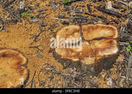 Vista dall'alto di ceppi di alberi caducifogli tagliati a terra che mostrano segni di sega e anelli di crescita più segatura lasciata indietro in primavera, Quebec, Canada Foto Stock