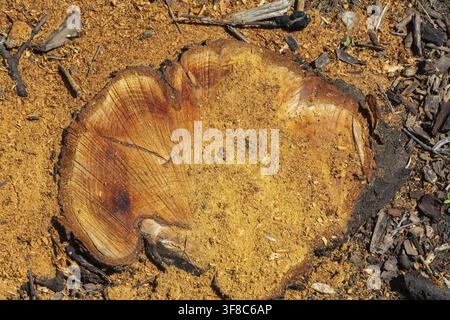 Vista dall'alto di un ceppo di albero deciduo tagliato a terra che mostra segni di sega e anelli di crescita più segatura lasciata indietro in primavera, Quebec, Canada Foto Stock