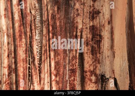 Scatto macro ad alta risoluzione di fibre essiccate del tronco di banano con macchie marroni organiche e motivi verticali. Ideale per texture di sfondo naturali. Foto Stock