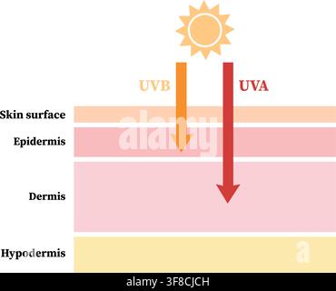 Diagramma che mostra i raggi UV che penetrano gli strati della pelle con l'epidermide e il derma etichettati Illustrazione Vettoriale