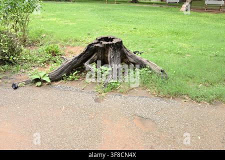 Ceppo d'albero eroso con radici esposte su paesaggi erbosi del parco Foto Stock