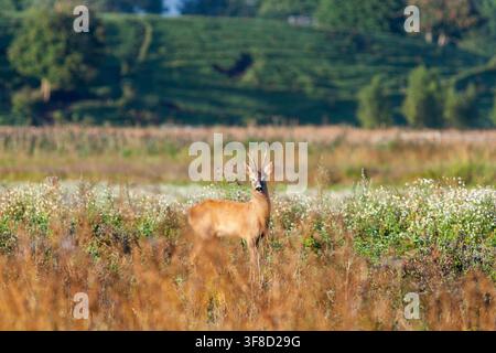 Il Roe Deer buck in Prato Foto Stock