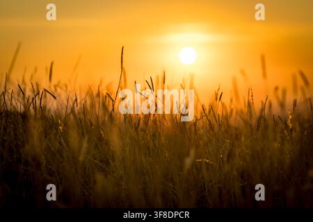 Caldo bagliore di erba alta e steli di grano al tramonto Foto Stock