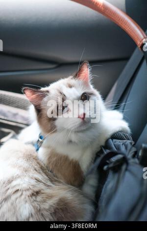 Simpatico gatto Ragdoll seduto all'interno di un cesto in auto, pronto per il viaggio con un'espressione calma e adorabile Foto Stock