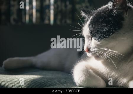 Un ritratto in primo piano di un gatto bianco e nero che riposa pacificamente in una luce morbida e drammatica Foto Stock