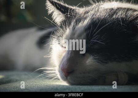 Un ritratto in primo piano di un gatto bianco e nero che riposa pacificamente in una luce morbida e drammatica Foto Stock