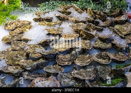 Astrici freschi esposti su ghiaccio tritato in una bancarella del mercato del pesce. Frutti di mare naturali disposti in abbondanza con verde decorativo, presentazione di qualità premium Foto Stock
