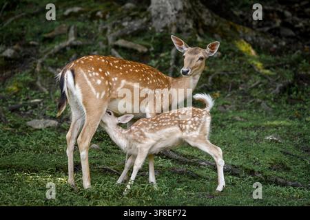 Cervo dama - Cervus dama Foto Stock