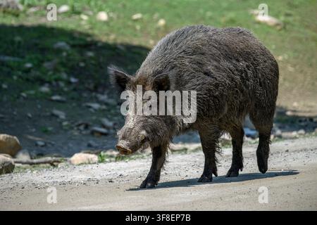 Cinghiale - Sus scrofa Foto Stock