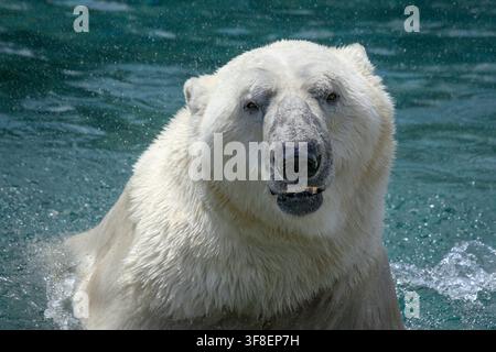 Orso polare - Ursus maritimus Foto Stock
