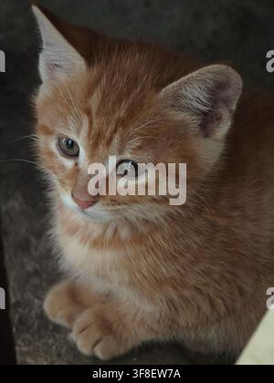 Vista di un piccolo gattino arancione con pelo morbido e occhi luminosi seduto in un angolo tranquillo a Dubai, Dubai, Emirati Arabi Uniti. Foto Stock
