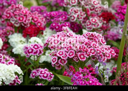 Fiori misti Sweet William; Dianthus Auricula Eyed Mixed in fiore in estate. Sweet Williams. Foto Stock