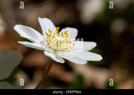 Anemone dei boschi (Anemone nemorosa) fiore singolo in primo piano Foto Stock