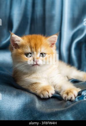 Adorabile gattino British Golden Chinchilla sdraiato e che guarda direttamente la fotocamera. Foto Stock