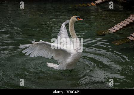 Cigno mucido che apre le sue ali bianche su uno stagno verde Foto Stock