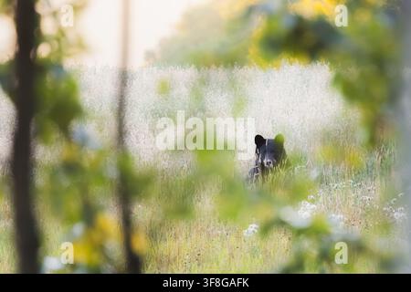 Un orso nero selvatico nordamericano emerge attraverso l’erba alta ai margini del bosco nella Peace River Valley vicino a Fort St. John, British Columbia, Ca Foto Stock