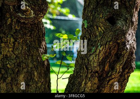 Due tronchi robusti e logorati che incorniciano un piccolo alberello verde vibrante Foto Stock