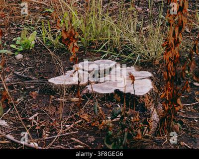 Ceppi d'albero appena tagliati circondati da foglie secche e erba verde sparsa sul terreno della foresta Foto Stock