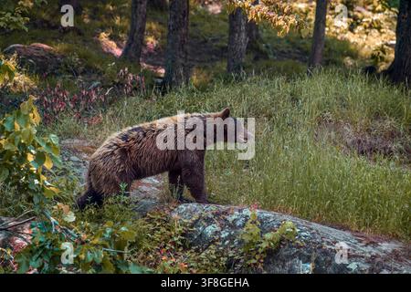 Orso nero americano - Ursus americanus Foto Stock