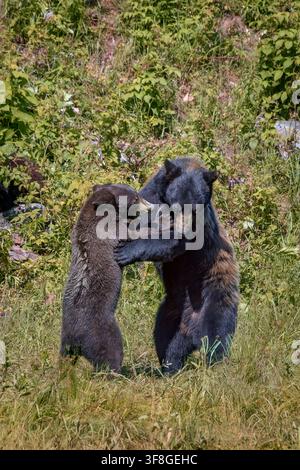 Orso nero americano - Ursus americanus Foto Stock