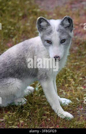 Volpe artica (pelliccia estiva) - Vulpes lagopus Foto Stock