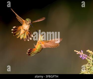 Colibrì dalla coda larga combattono a mezz'aria su un fiore. Foto Stock