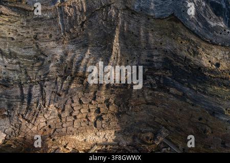 Primo piano di una trama di legno decadente e sbiadito alla luce naturale Foto Stock