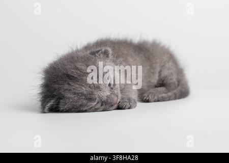 Adorabile piccolo gattino grigio neonato, una razza Scottish Fold con orecchie piccole, che dorme pacificamente su un fianco. Scatto in studio a corpo intero di un dolce gattino w Foto Stock